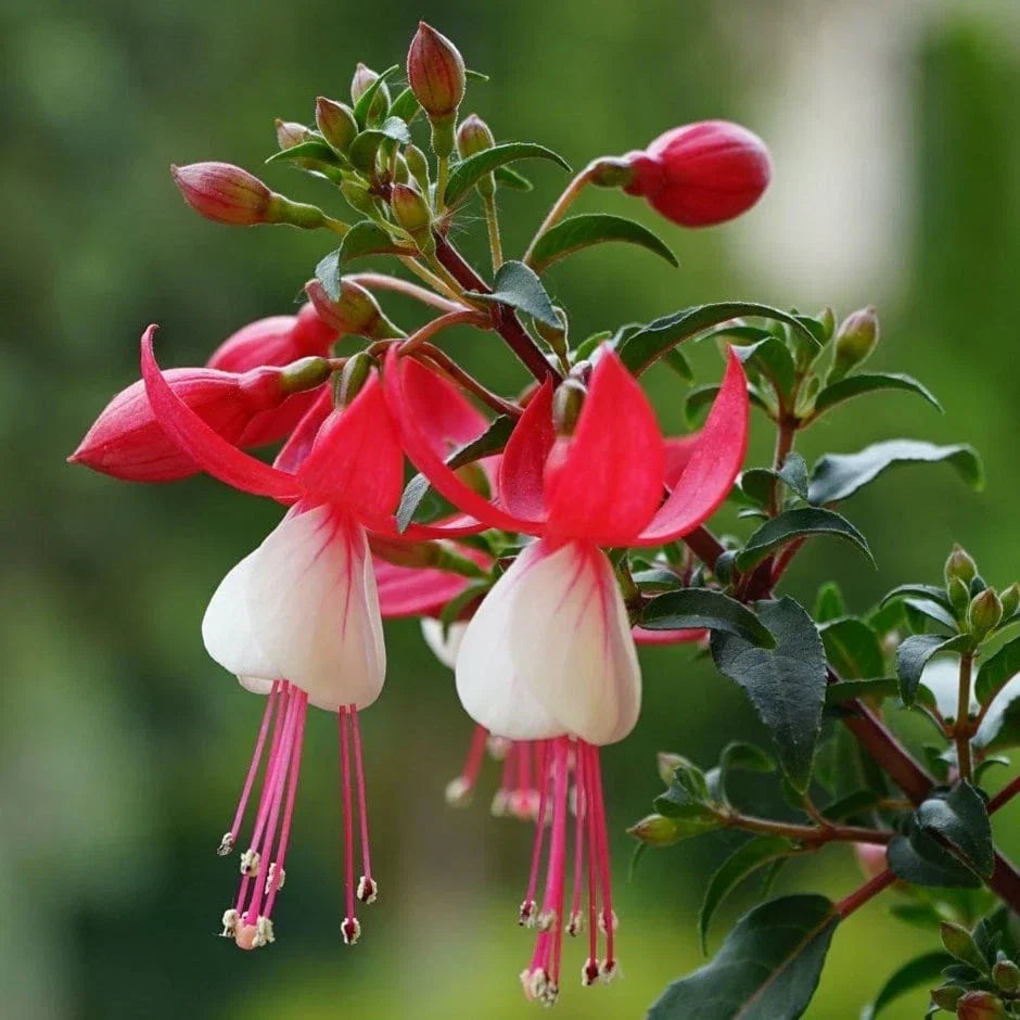 FUCHSIAS x3 Hardy Perennial Variety Pack — Young Plants in 9cm pots — alternate product view 2