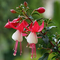 FUCHSIAS x3 Hardy Perennial Variety Pack — Young Plants in 9cm pots — alternate product view 2