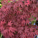 Acer 'Atropurpureum' palmatum Japanese Maple Deciduous Garden Plant In Pot — alternate product view 2