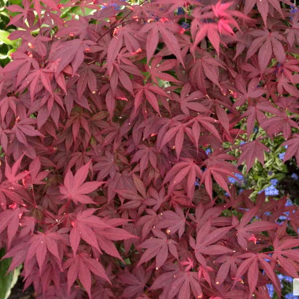 Acer 'Atropurpureum' palmatum Japanese Maple Deciduous Garden Plant In Pot — alternate product view 2
