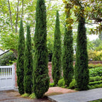 Single 90-120cm Italian Cypress Trees Ornamental Evergreen Shrubs, 20cm pot — alternate product view 4