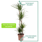 Dragon Tree Large Indoor House Plant Real Evergreen Tall Exotic Big Rare Plants — alternate product view 5