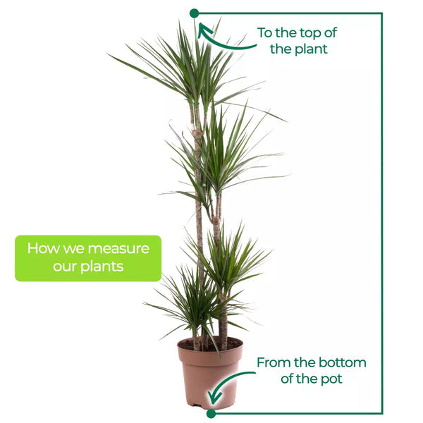Dragon Tree Large Indoor House Plant Real Evergreen Tall Exotic Big Rare Plants — alternate product view 5