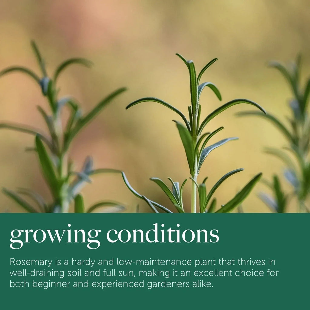 Rosemary Plant in 14cm Pot - Rosmarinus Evergreen Fragrant Perennial Herb Plants — alternate product view 4
