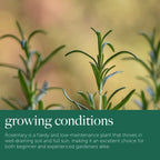 Rosemary Plant in 14cm Pot - Rosmarinus Evergreen Fragrant Perennial Herb Plants — alternate product view 4