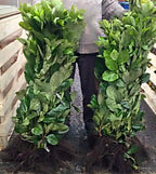 2-3ft Cherry Laurel Hedging Evergreen Plants Bare Root Multi Stem A+ Grade — alternate product view 2