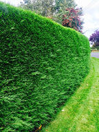 100 Green Leylandii Hedging Evergreen Conifer Plants Fast Growing 40-60cm Potted — alternate product view 4