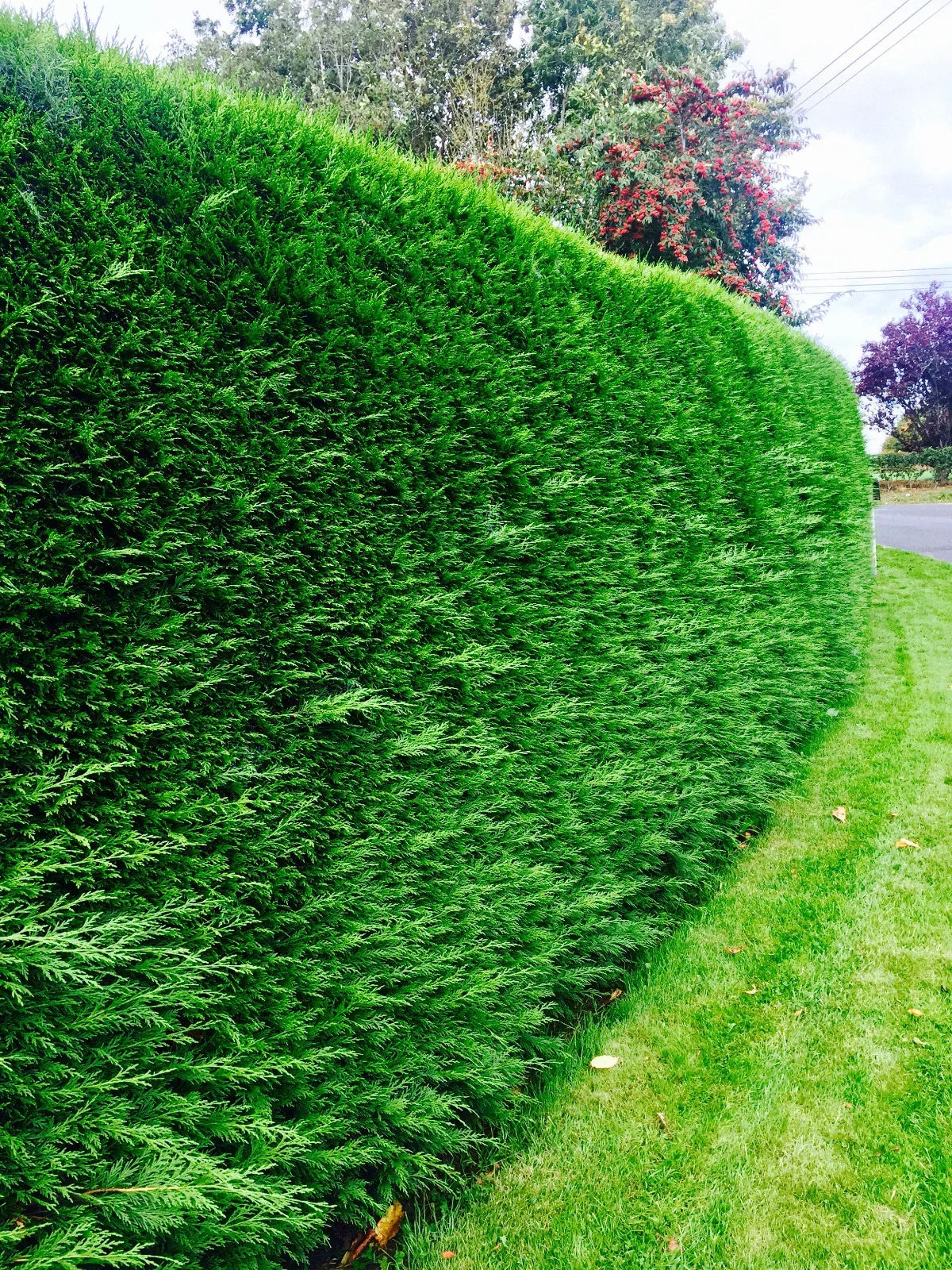100 Green Leylandii Hedging Evergreen Conifer Plants Fast Growing 40-60cm Potted — alternate product view 4