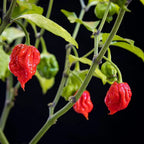 Chilli Plants - 'Carolina Reaper' - 3 x Large Plug Plant Pack — alternate product view 3