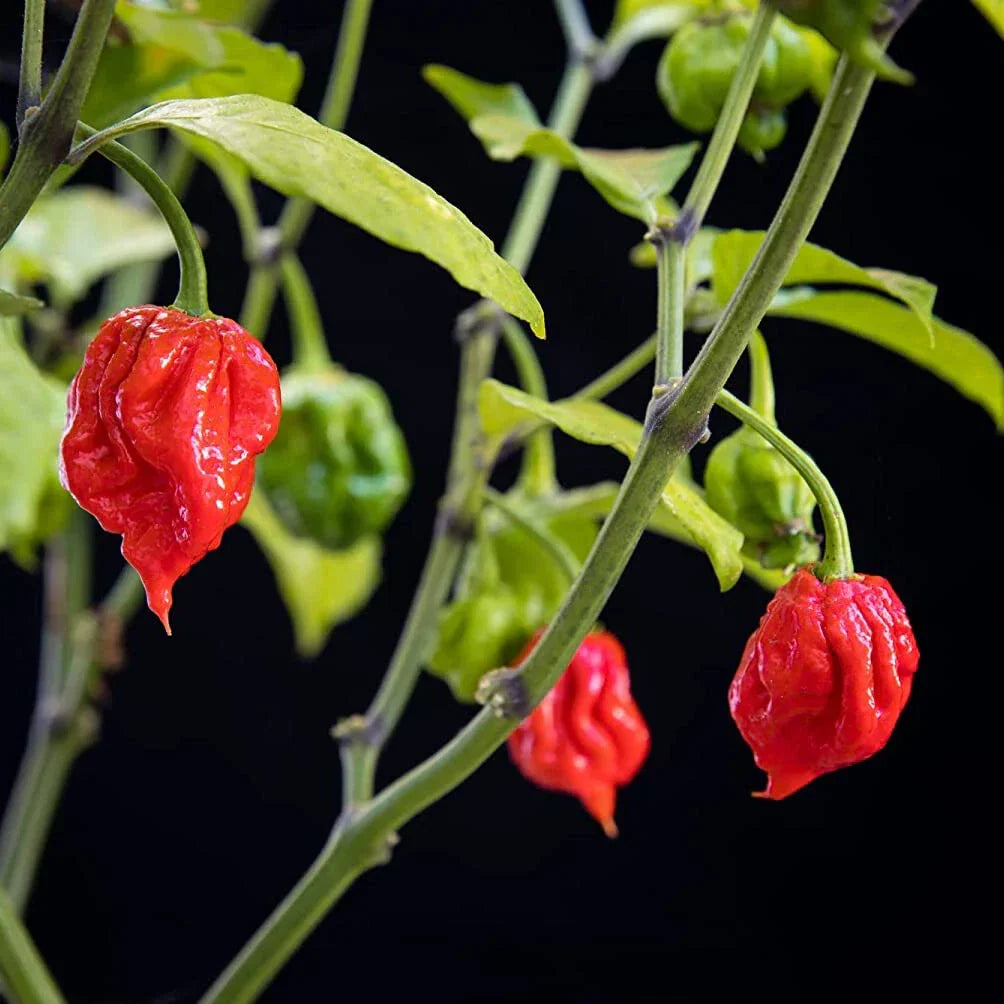 Chilli Plants - 'Carolina Reaper' - 3 x Large Plug Plant Pack — alternate product view 3