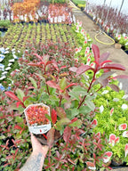 10x Photinia x fraseri Carre Rouge - Hedging - 40-60cm - 3 Litre Pot - Plant — alternate product view 3
