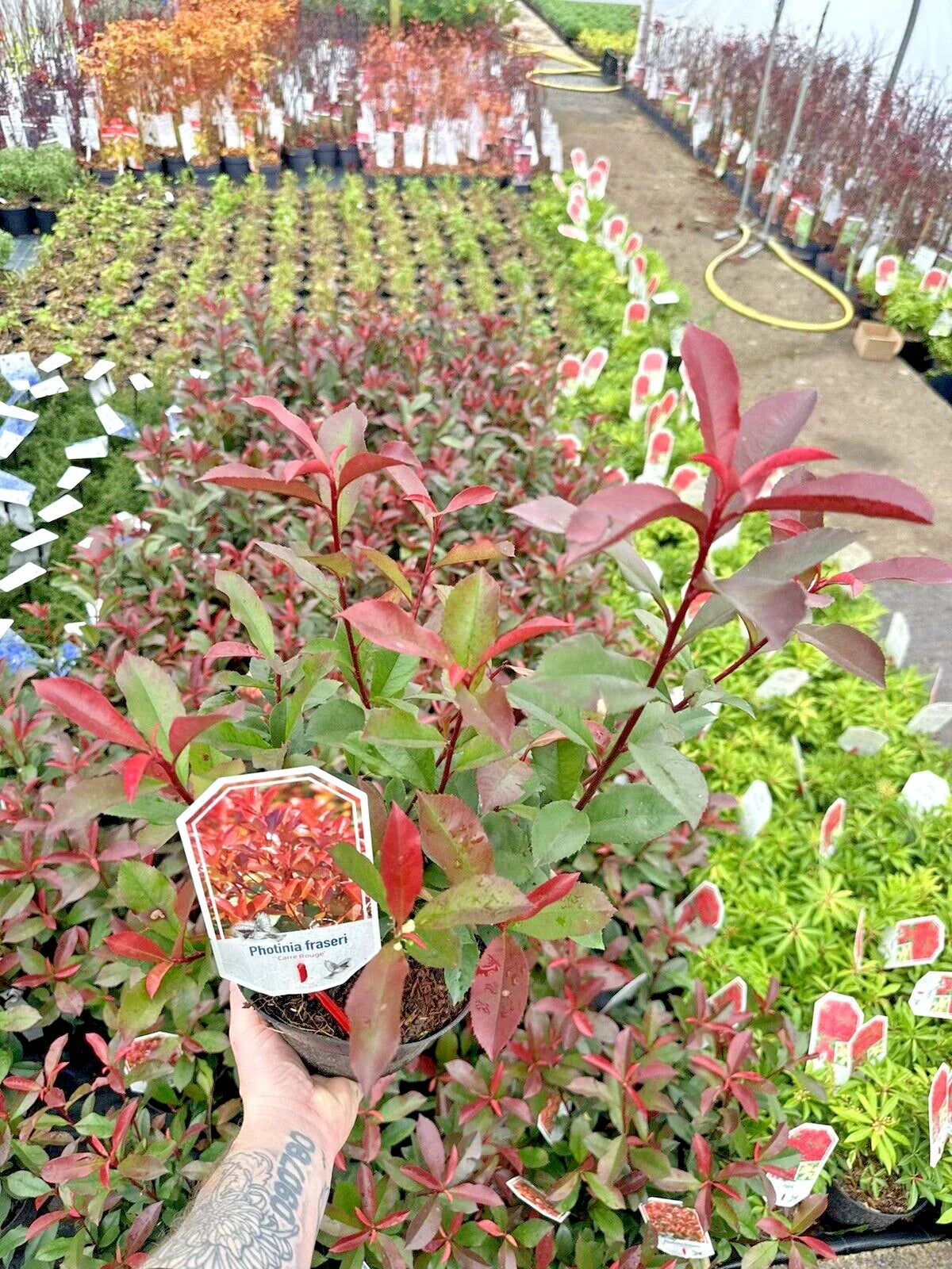 10x Photinia x fraseri Carre Rouge - Hedging - 40-60cm - 3 Litre Pot - Plant — alternate product view 3