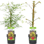 Acer palmatum dissectum 'Emerald Lace' — Japanese Maple Deciduous Tree In Pot — on a clean white background
