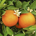 Orange Tree Plant Large Fully Mature Seedless Citrus Fruit in Pot 80cm Tall — alternate product view 2