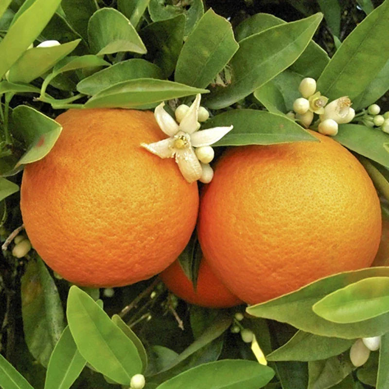 Orange Tree Plant Large Fully Mature Seedless Citrus Fruit in Pot 80cm Tall — alternate product view 2