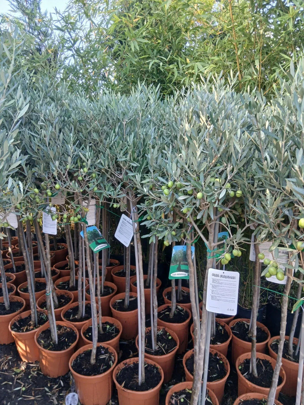 Olive Tree Large Approx 150cm+/- Tall 10L UK Hardy BIG HEADS — alternate product view 3