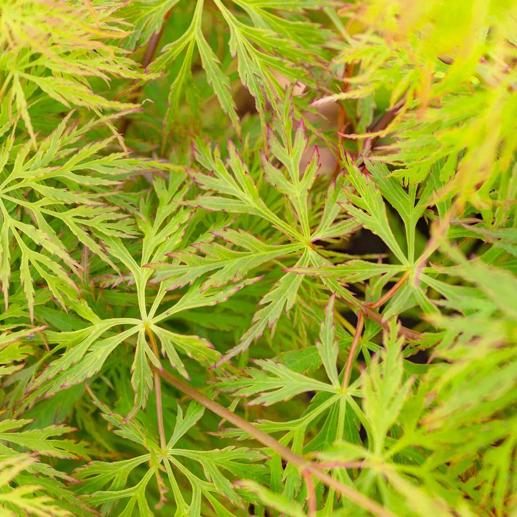 Acer palmatum dissectum 'Emerald Lace' — Japanese Maple Deciduous Tree In Pot — alternate product view 5