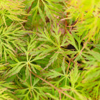 Acer palmatum dissectum 'Emerald Lace' — Japanese Maple Deciduous Tree In Pot — alternate product view 5
