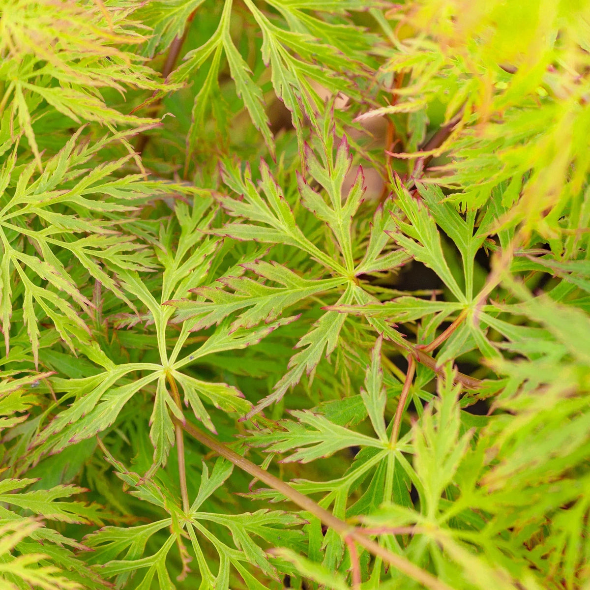 Acer palmatum dissectum 'Emerald Lace' — Japanese Maple Deciduous Tree In Pot — alternate product view 5