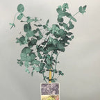 Eucalyptus gunnii Tree, Cider Gum, Potted Ornamental Trees for Small Gardens (70-80cm incl.pot) — alternate product view 2