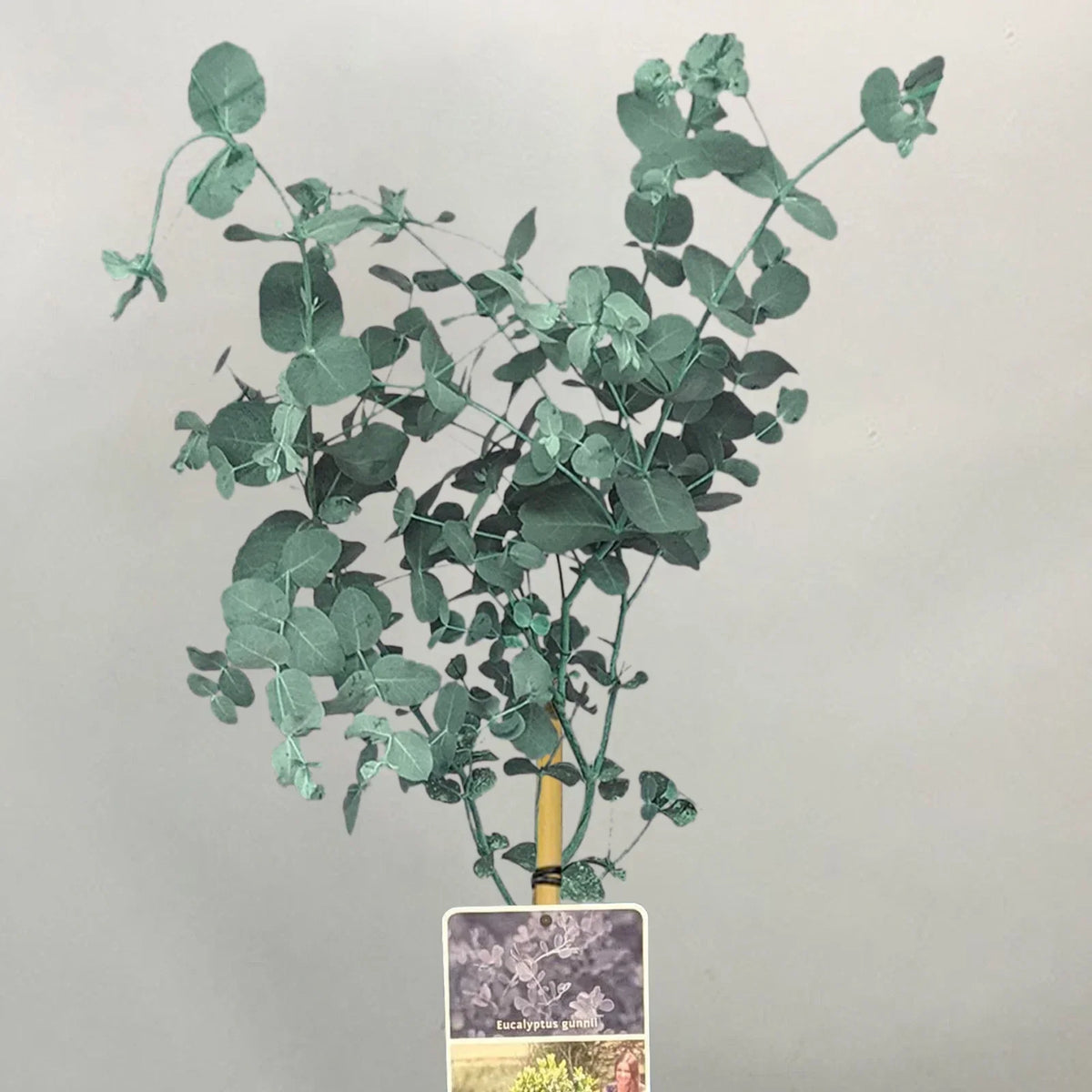 Eucalyptus gunnii Tree, Cider Gum, Potted Ornamental Trees for Small Gardens (70-80cm incl.pot) — alternate product view 2