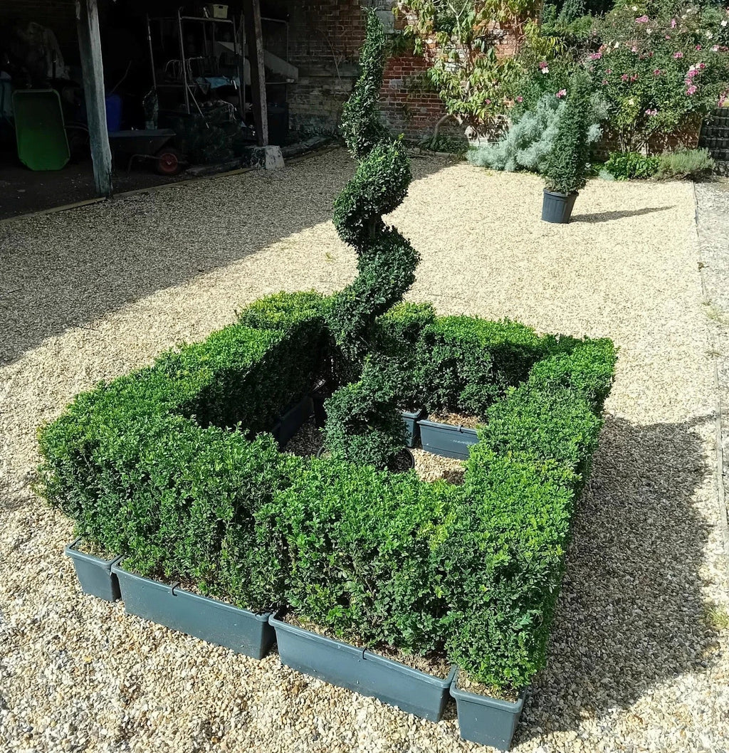 Buxus sempervirens (common box) instant hedging plants in troughs 50cm long — alternate product view 4