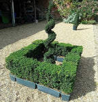 Buxus sempervirens (common box) instant hedging plants in troughs 50cm long — alternate product view 4