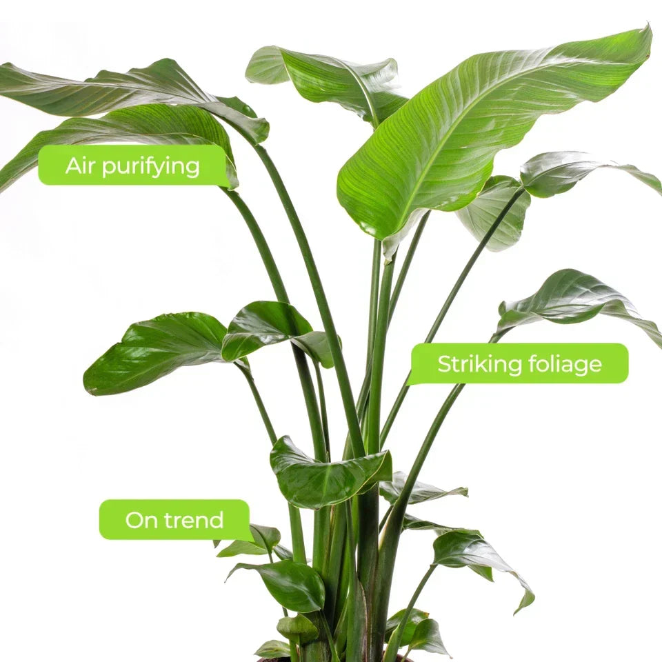 Strelitzia Nicolai Large Indoor House Plant Real Evergreen Tall Exotic Plants — alternate product view 3