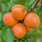 Apricot Fruit Tree Deciduous Outdoor White Flowering Hardy Garden Prunus in Pot — alternate product view 2