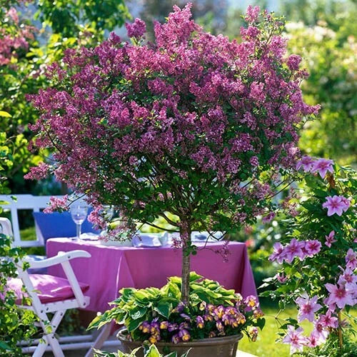 Standard Lilac Trees, Syringa Palibin, Double Flowering, 90-120cm, 3L Pots — main product view
