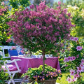 Standard Lilac Trees, Syringa Palibin, Double Flowering, 90-120cm, 3L Pots — main product view