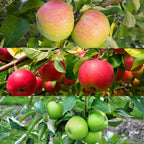 Patio Apple Tree - Mixed Varieties - Patio Fruit Tree 2-4ft in 5 Litre Pot — alternate product view 2