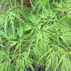 Acer palmatum dissectum 'Emerald Lace' — Japanese Maple Deciduous Tree In Pot — alternate product view 4