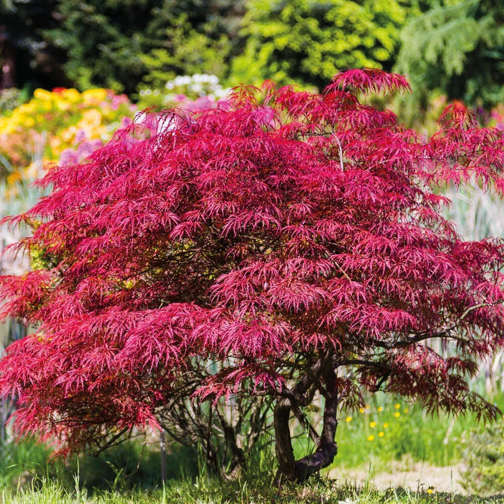 Acer Palmatum Atropurpureum Hardy Japanese Garden Maple Tree 9cm Plant Pot — main product view