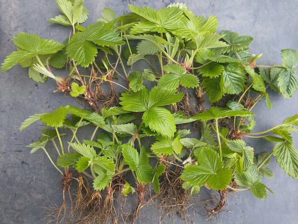 20 X Russian Wild Strawberry Plants! Berries All Year Round! No Care Needed — main product view