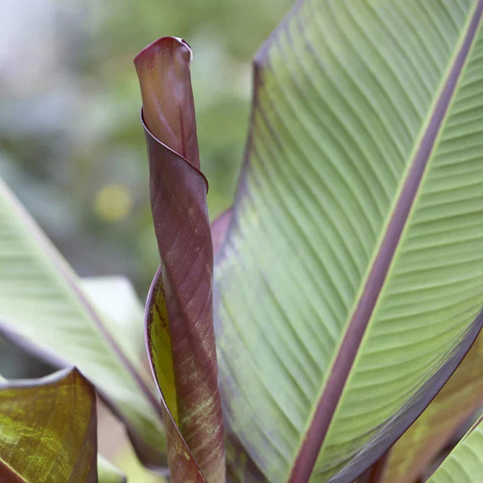 Ensete ventricosum Maurelii - Red Abyssinian Banana - Plant in 10.5 cm Pot — alternate product view 4