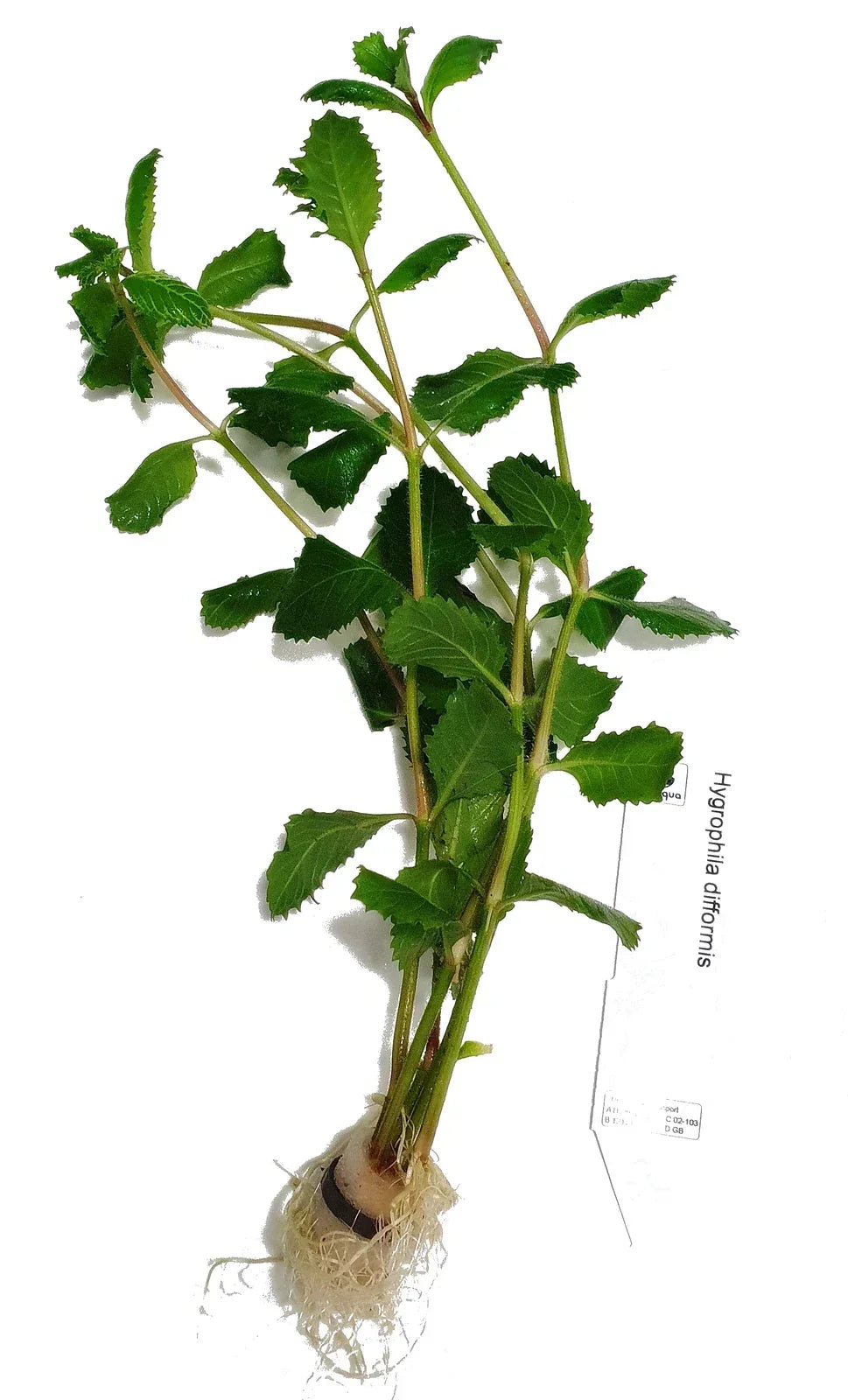 Hygrophila Difformis (5x) Water Wisteria Live Aquarium Plant Tropical — on a clean white background