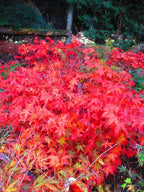 4ft inc. pot Japanese Maple Acer Osakazuki - 10litre — main product view