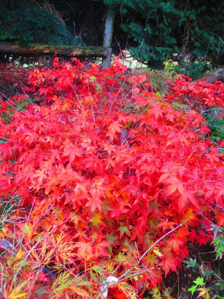 4ft inc. pot Japanese Maple Acer Osakazuki - 10litre — main product view