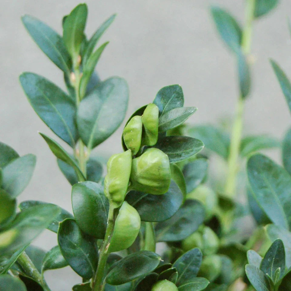 Box Hedging Plants 20-40cm Buxus Sempervirens Dense Evergreen Hedge Potted — alternate product view 3