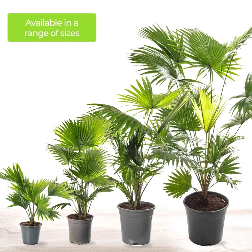 Livistona Fan Palm Large Indoor Tropical House Plant Real Evergreen Tall Plants — alternate product view 5