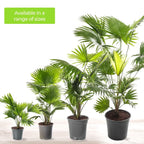 Livistona Fan Palm Large Indoor Tropical House Plant Real Evergreen Tall Plants — alternate product view 5