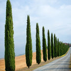 Single 90-120cm Italian Cypress Trees Ornamental Evergreen Shrubs, 20cm pot — alternate product view 3