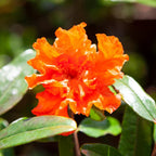 Dwarf Pomegranate Bush, Punica Nana, Hardy Compact Fruit Shrub,9cm Pot — alternate product view 4