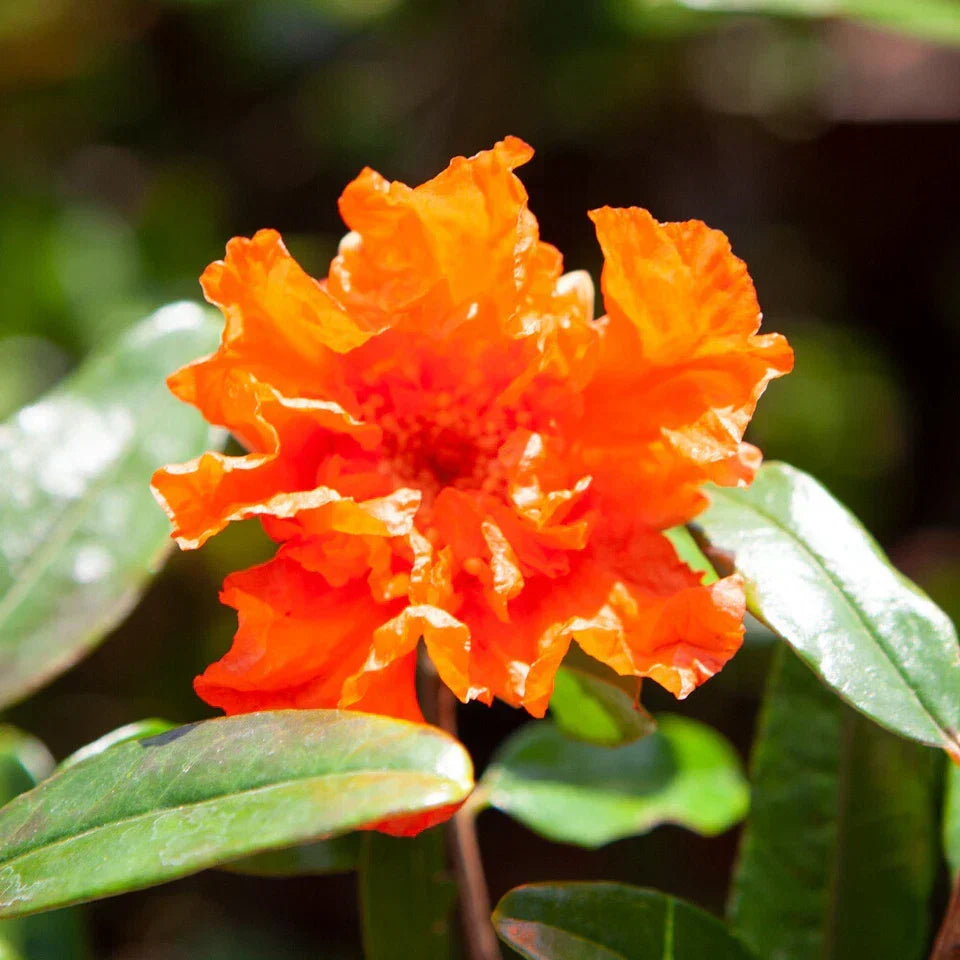 Dwarf Pomegranate Bush, Punica Nana, Hardy Compact Fruit Shrub,9cm Pot — alternate product view 4