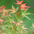 Acer palmatum Taylor - Japanese Maple — Large Outdoor Garden Ready Tree in Pot — alternate product view 7