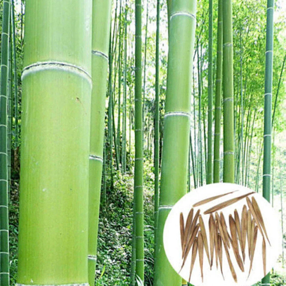 Giant Moso Bamboo Seeds, Phyllostachys Pubescens Edulis — alternate product view 3