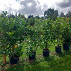Laurel hedging plant 20/30l pot 130-150cm height — alternate product view 2