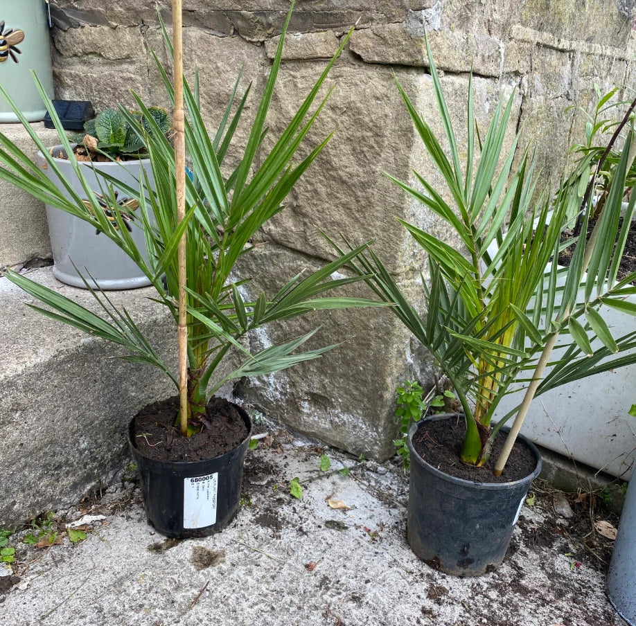 Pair of Hardy Phoenix Palm Canariensis Exotic Trees 60-80cm Tall in a 14cm Pot — alternate product view 4