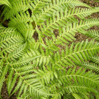 Tree Fern Plant in 17cm Pot - Dicksonia Antarctica — alternate product view 3